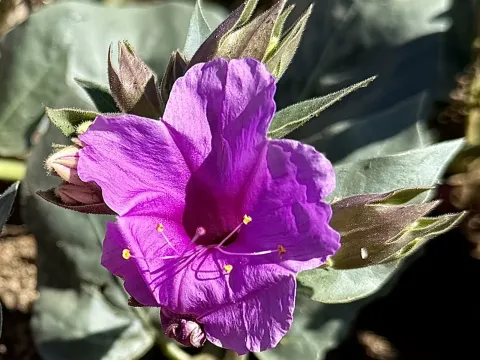 Mirabilis multiflora