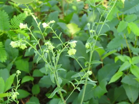 Mirabilis albida