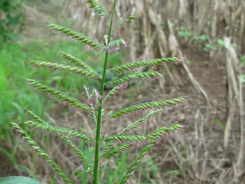 Іксофорус