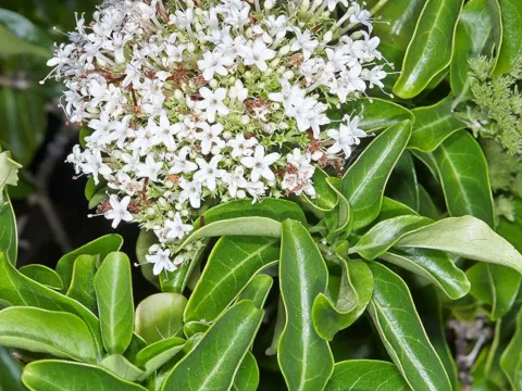 Clerodendrum glabrum