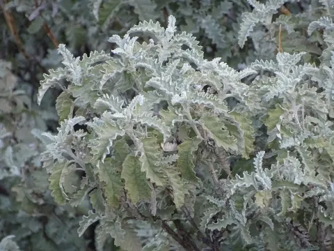 Будлея клубочкова