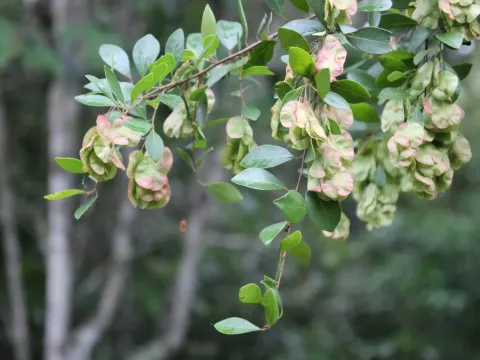 Hymenocardia