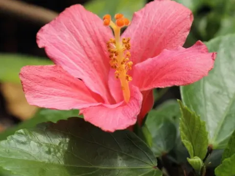 Hibiscus fragilis