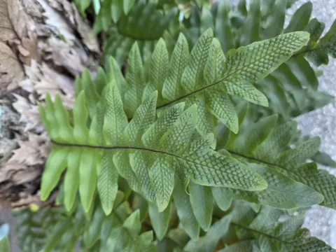 Drynaria