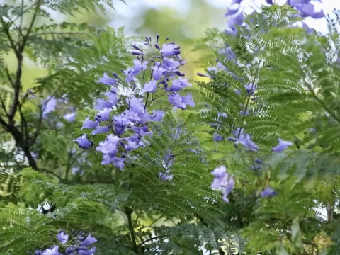 Jacaranda