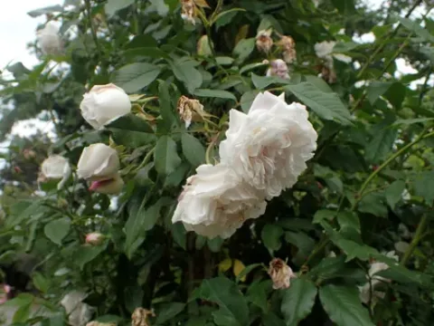 Indian rose