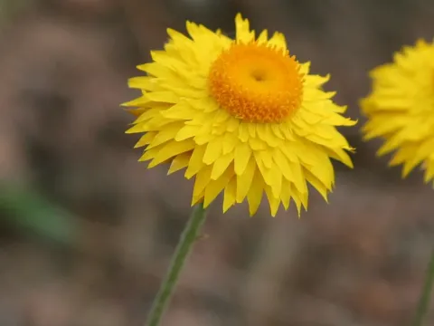 Leucochrysum