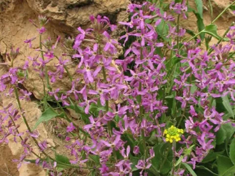 Hesperis persica