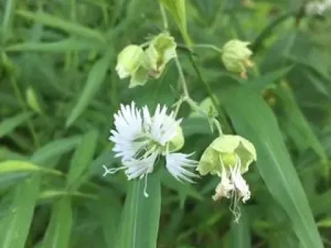 Silene commelinifolia