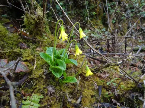 Bryocarpum