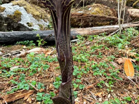 Arisaema griffithii