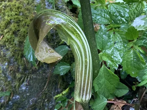 Arisaema utile