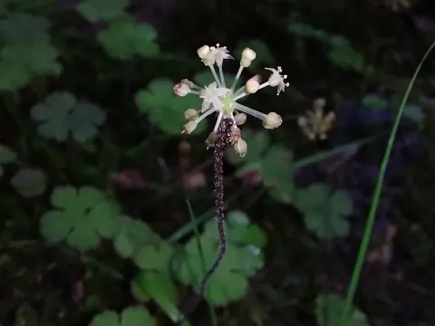 Щитолисник видовжений