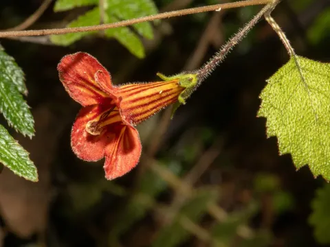 Rhabdothamnus