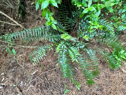 Asplenium polyodon