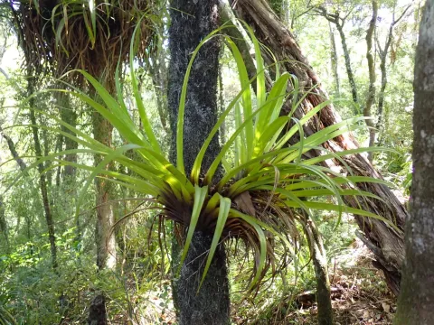 Collospermum hastatum