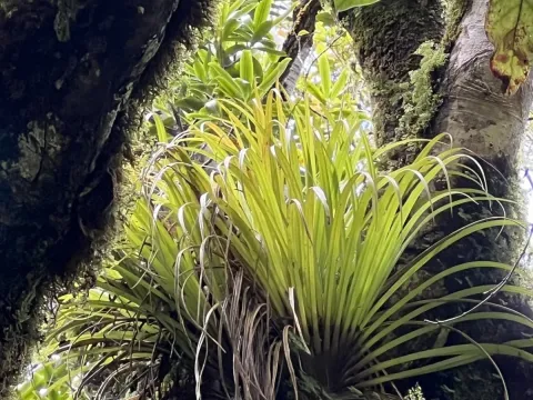 Collospermum microspermum