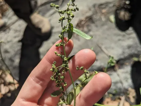Standley's goosefoot