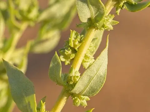 Five-stamen orach