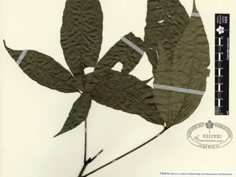 Macropanax