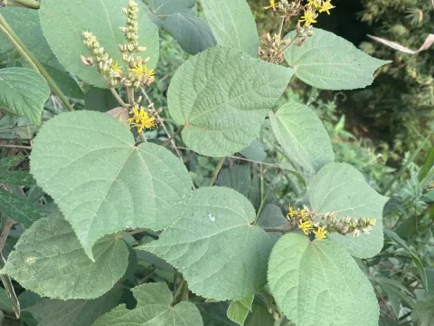 Triumfetta cordifolia