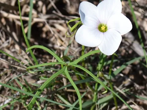 Oxalis smithiana