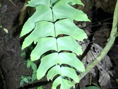 Adiantum macrophyllum