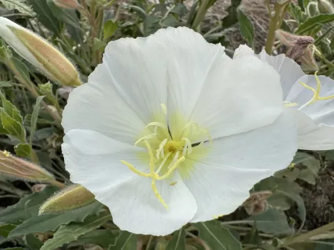 Oenothera deltoides