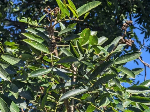 Zanthoxylum riedelianum
