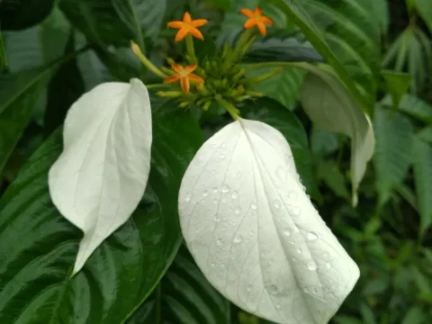 Mussaenda pubescens