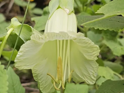 Cobaea pringlei
