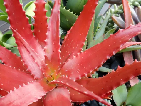 Aloe dorotheae