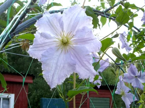 Large-flowered clematis