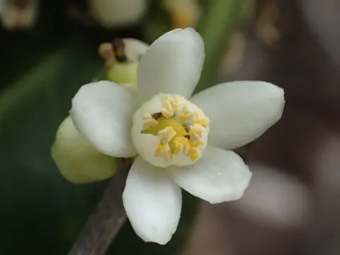 Аталанція