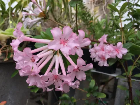 Jasmin-flowered rhododendron