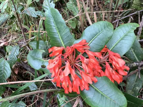 Thick-leaved rhododendron