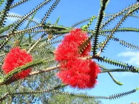 Scarlet bottlebrush