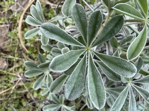 Silver bush lupine