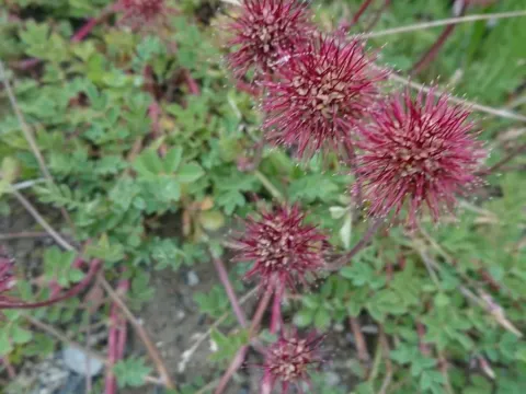 Magellanic acaena