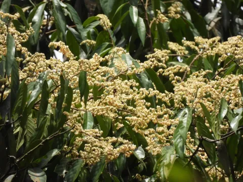 Neobalanocarpus