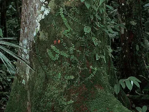 Brosimum parinarioides