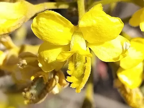 Культерия