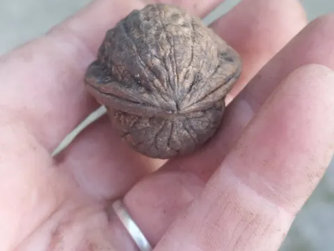 Walnut