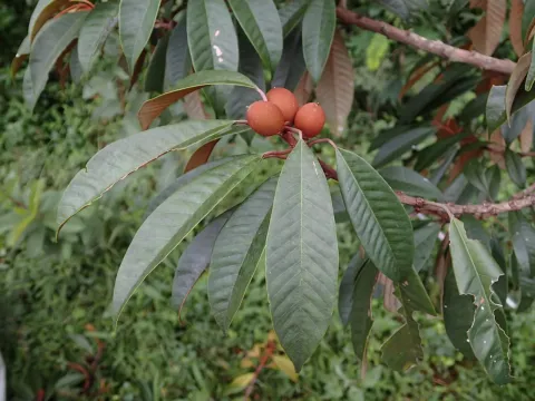 Chrysophyllum boivinianum