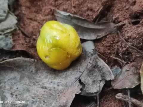 Chrysophyllum gonocarpum