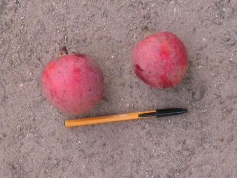 Хризофиллум Лакорта