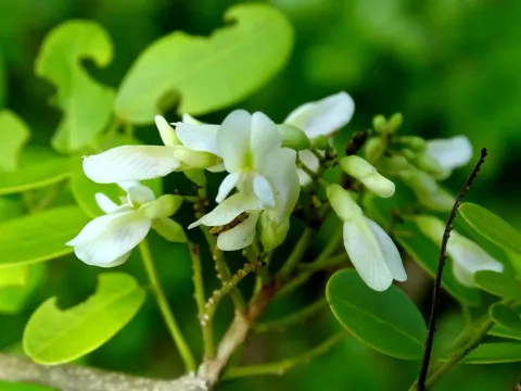 Dalbergia glabra