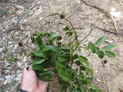 Velvet tamarind