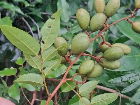 Dialium guianense