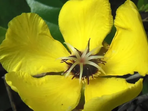 Dillenia luzoniensis